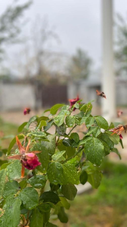 Emirest Villa غابالا المظهر الخارجي الصورة